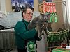 Выставка кошек во Владивостоке